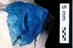 Foto (Detailansicht) von Galatheites sp. (NHMW-GEO-1990-0041-0485)